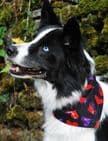 Heart print Valentine dog bandana handmade in the UK by Dudiedog Bandanas
